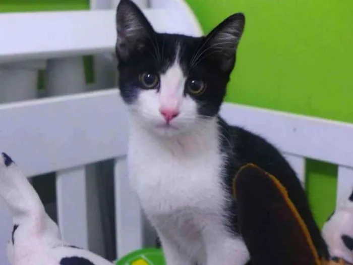 Gato ra a SRD idade 7 a 11 meses nome Frajola