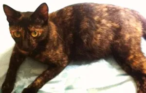 Gato raça SRD idade 1 ano nome Morena