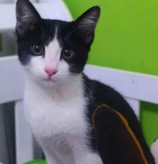 Gato ra a SRD idade 7 a 11 meses nome Frajola