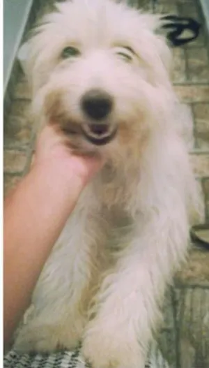 Cachorro raça SRD idade 2 anos nome Safira