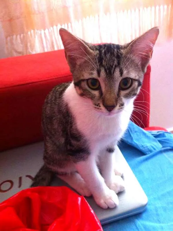 Gato ra a SRD idade 2 a 6 meses nome Madona e Tom