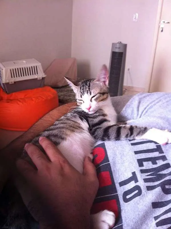 Gato ra a SRD idade 2 a 6 meses nome Madona e Tom