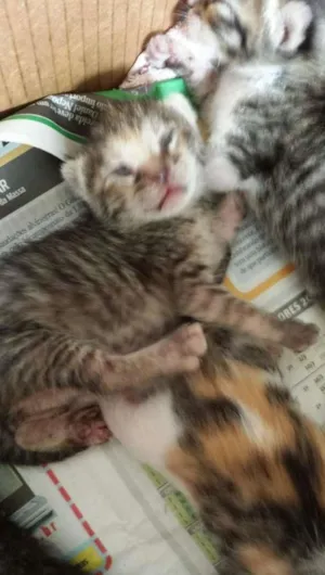Gato raça  idade Abaixo de 2 meses nome Diversos