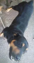 Kiko e Drika