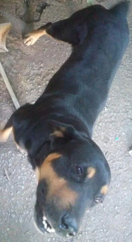 Cachorro ra a Rotweiller com pastor alemão idade  nome Kiko e Drika