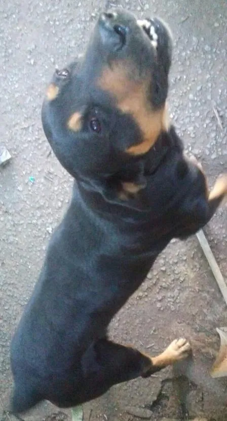 Cachorro ra a Rotweiller com pastor alemão idade  nome Kiko e Drika