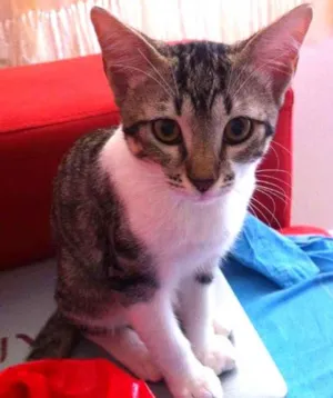 Gato raça SRD idade 2 a 6 meses nome Madona e Tom