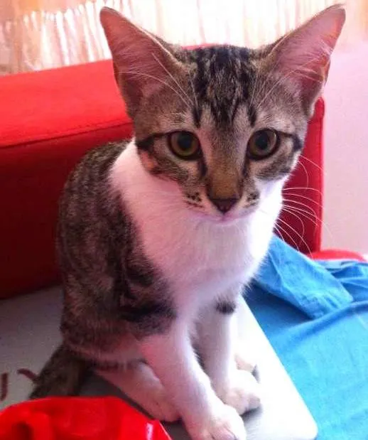 Gato ra a SRD idade 2 a 6 meses nome Madona e Tom
