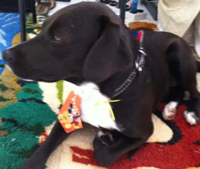 Cachorro ra a sem raça idade 7 a 11 meses nome sem nome