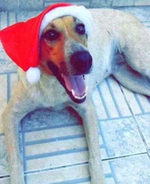 Cachorro raça Não definida idade 2 anos nome Meiguinha e Biscoito