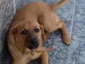 Cachorro ra a Indefinida idade 2 a 6 meses nome Mel