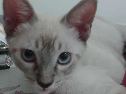 Gato raça INDEFINIDA idade 2 a 6 meses nome PETER PARKER