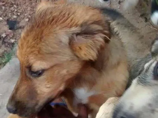 Cachorro ra a SRD idade 2 a 6 meses nome S/ NOME