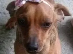 Cachorro ra a Vira Lata idade 7 a 11 meses nome Amora