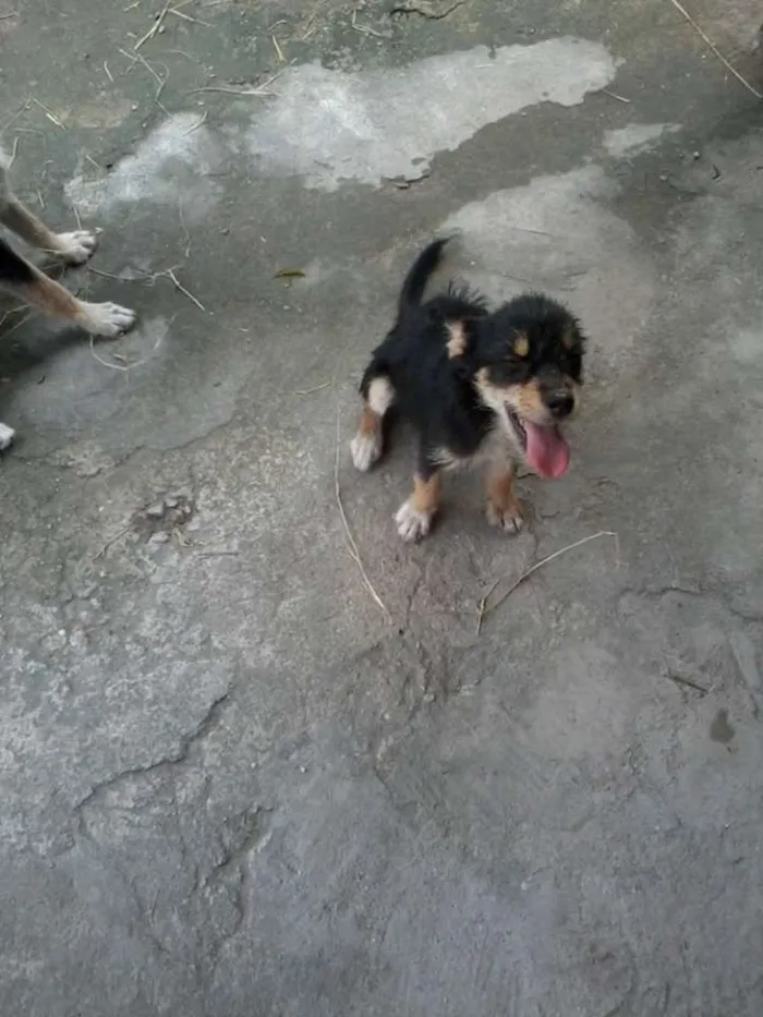 Cachorro ra a indefinida idade 2 a 6 meses nome nina, nino,charlote