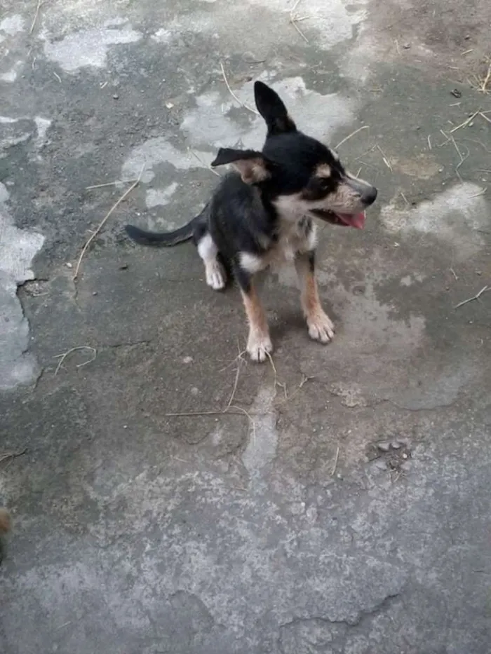 Cachorro ra a indefinida idade 2 a 6 meses nome nina, nino,charlote
