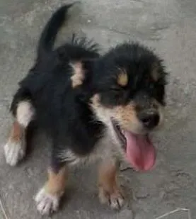 Cachorro ra a indefinida idade 2 a 6 meses nome nina, nino,charlote