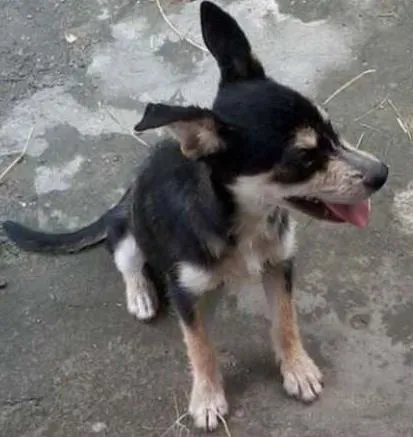 Cachorro ra a indefinida idade 2 a 6 meses nome nina, nino,charlote
