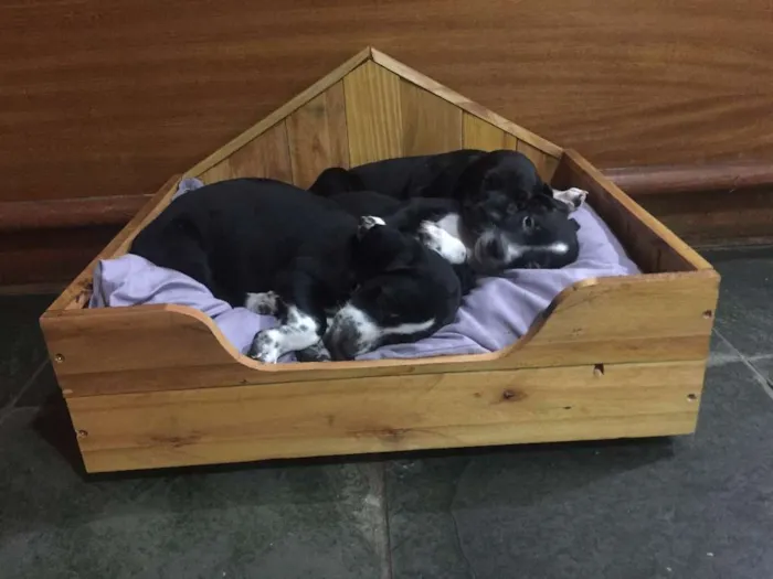 Cachorro ra a SRD idade 2 a 6 meses nome Pretinhos