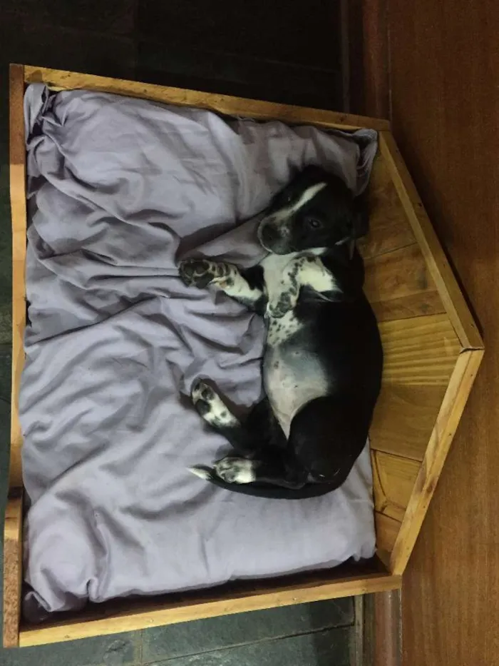 Cachorro ra a SRD idade 2 a 6 meses nome Pretinhos