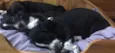 Pretinhos