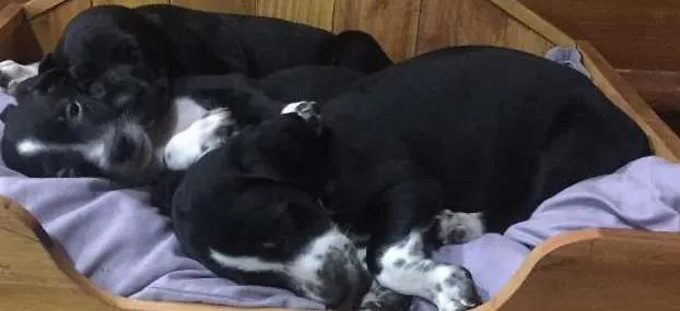 Cachorro ra a SRD idade 2 a 6 meses nome Pretinhos