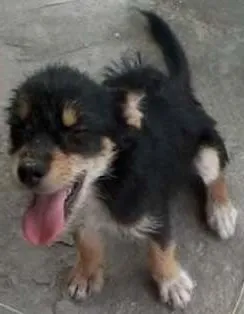 Cachorro ra a indefinida idade 2 a 6 meses nome nina, nino,charlote