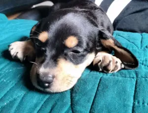 Cachorro raça Basset-Cofap idade Abaixo de 2 meses nome Anita