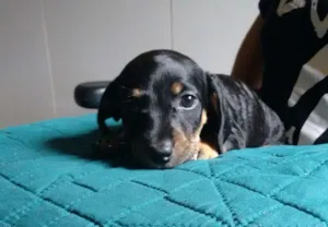 Cachorro raça Basset-Cofap idade Abaixo de 2 meses nome Kenai