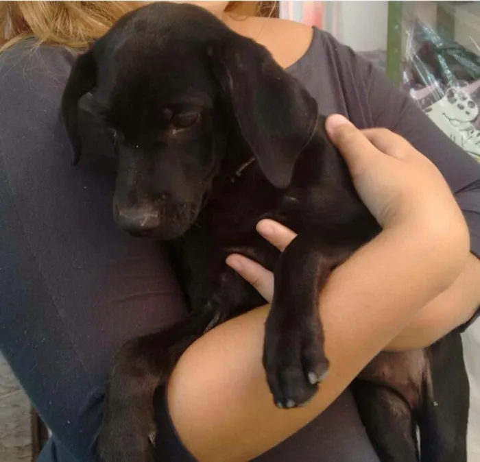 Cachorro raça Vira lata idade 2 a 6 meses nome Gaia