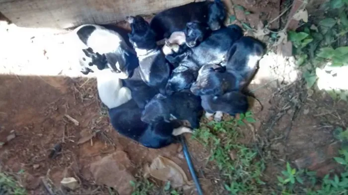 Cachorro ra a SRD idade Abaixo de 2 meses nome Pretinha
