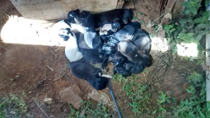 Cachorro ra a SRD idade Abaixo de 2 meses nome Pretinha