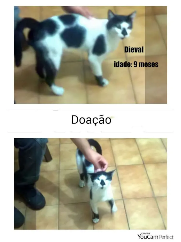 Gato ra a SRD idade 1 ano nome Dieval