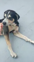 Cachorro raça Vira lata idade 6 ou mais anos nome Dante