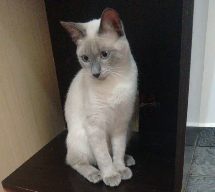 Gato ra a Sem raça definida  idade 2 a 6 meses nome Zeus