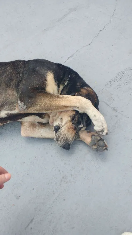 Cachorro raça Vira lata idade 6 ou mais anos nome Dante