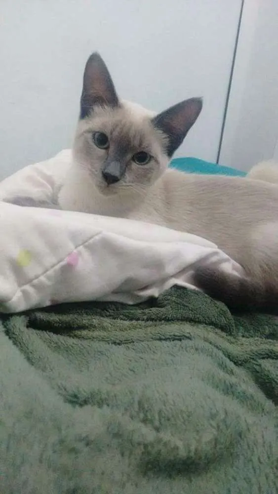 Gato ra a Sem raça definida  idade 2 a 6 meses nome Zeus