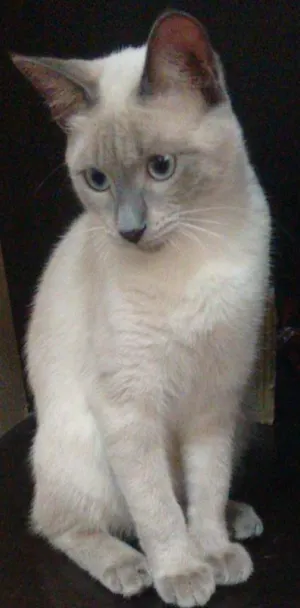 Gato raça Sem raça definida  idade 2 a 6 meses nome Zeus