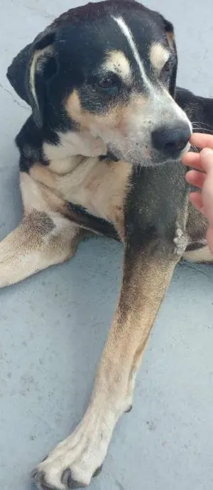 Cachorro raça Vira lata idade 6 ou mais anos nome Dante