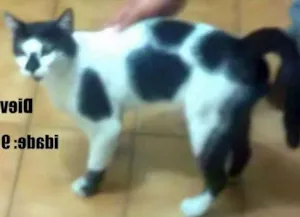 Gato raça SRD idade 1 ano nome Dieval