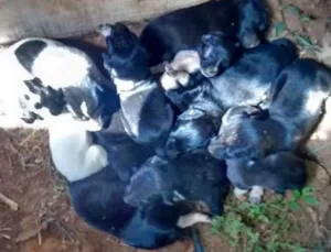 Cachorro raça SRD idade Abaixo de 2 meses nome Pretinha