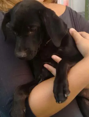 Cachorro raça Vira lata idade 2 a 6 meses nome Gaia