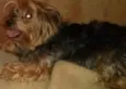 Lupi
