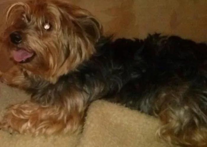 Cachorro ra a Yorkshire idade 2 anos nome Lupi