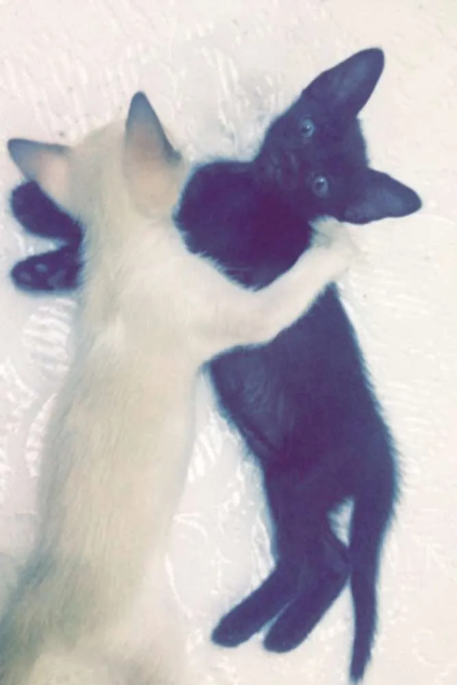 Gato raça  idade Abaixo de 2 meses nome Varios