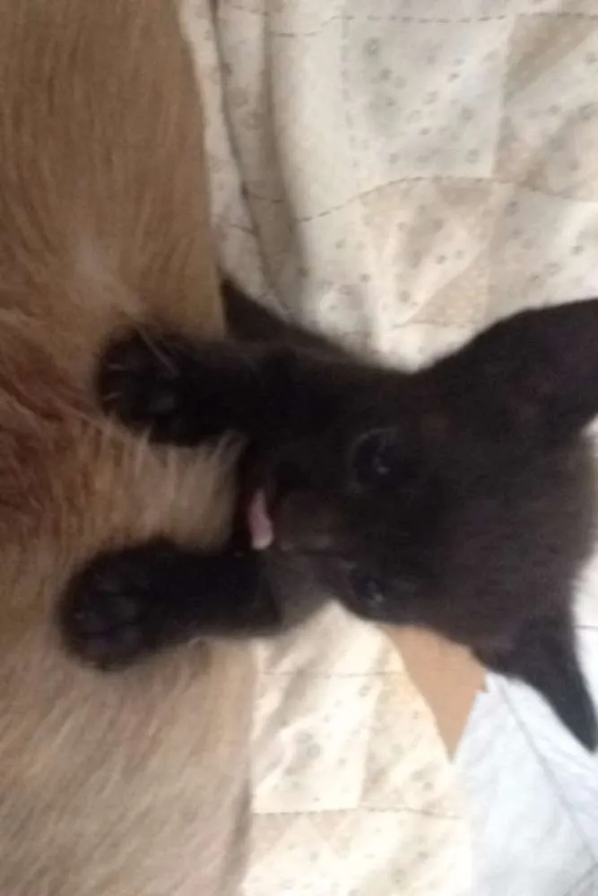 Gato raça  idade Abaixo de 2 meses nome Varios