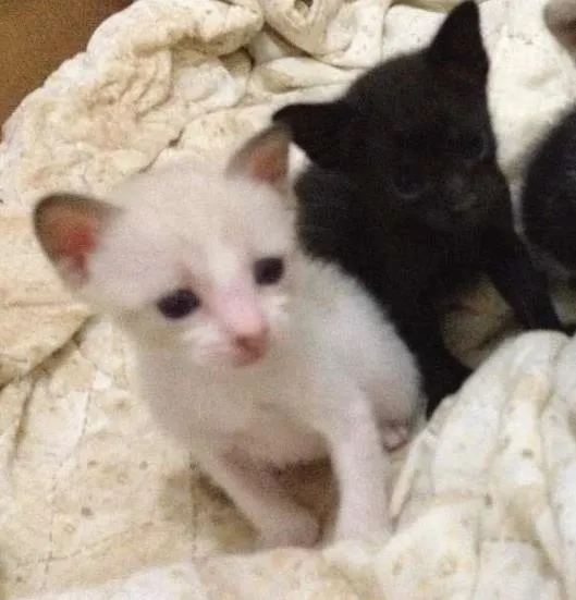 Gato raça  idade Abaixo de 2 meses nome Varios
