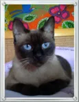 Doninha