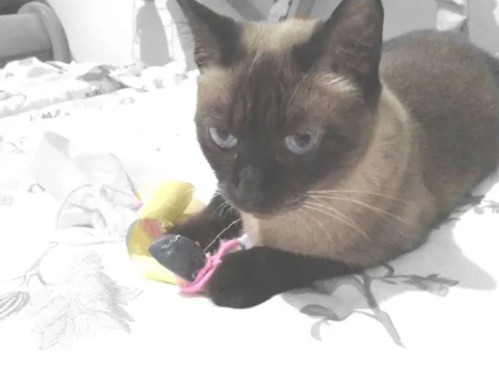 Gato ra a SRD idade 3 anos nome Doninha