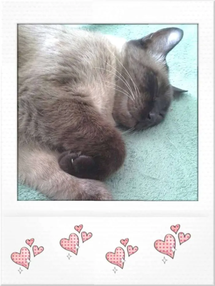 Gato ra a SRD idade 3 anos nome Doninha